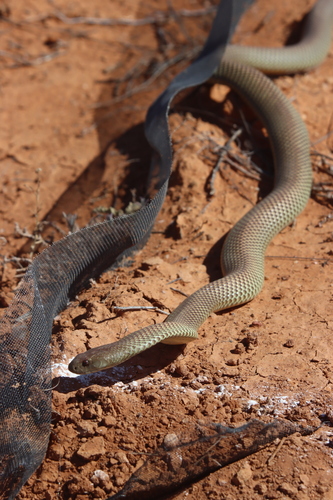 Mulga Snake sighting