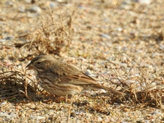 Passerculus sandwichensis rostratus
