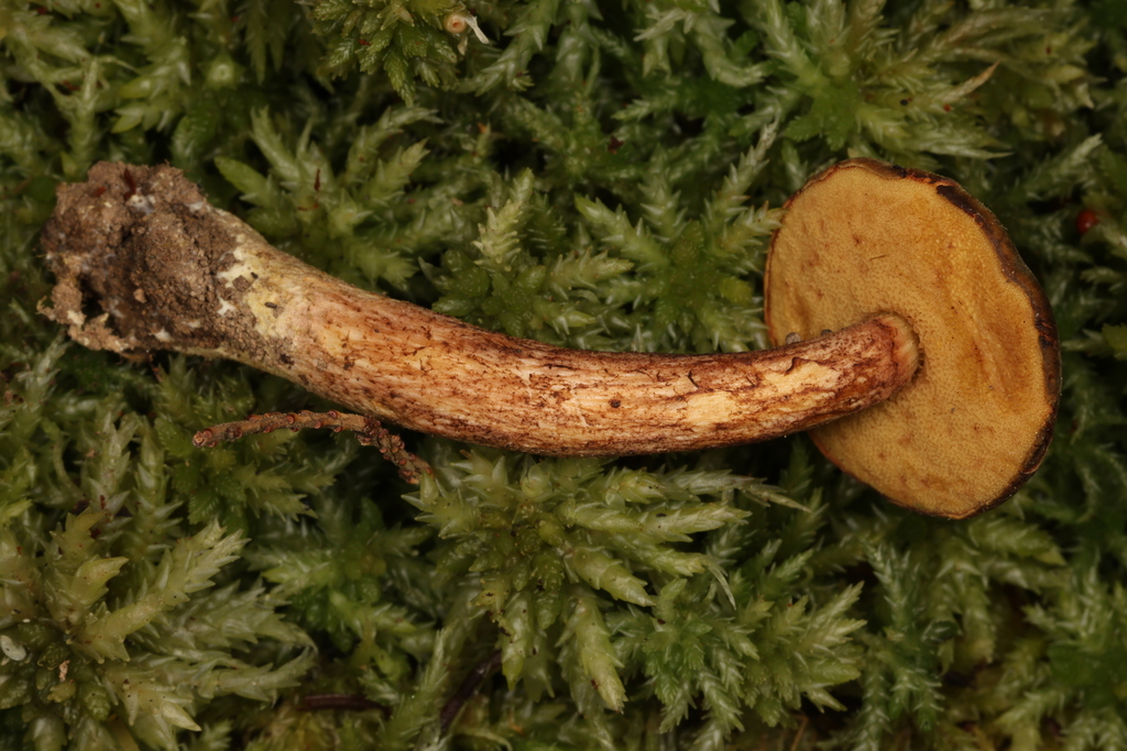 Xerocomus brunneocitrinus