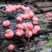 Lycogala epidendrum - Photo (c) Drew T Henderson, some rights reserved (CC BY-NC), uploaded by Drew T Henderson