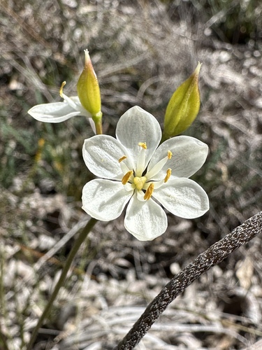 Milkmaids (Burchardia congesta)