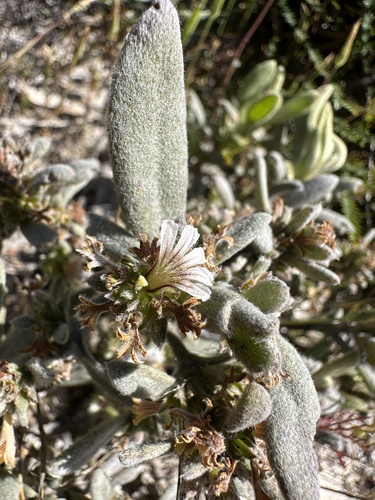 grey scaevola (Scaevola canescens)