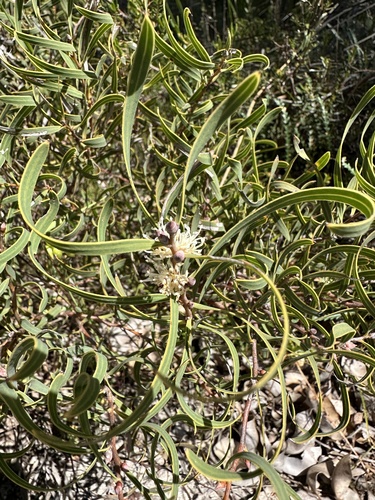 narrow-fruited hakea (Hakea stenocarpa)