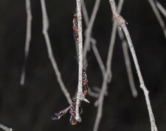 Lasioglossum peraustrale