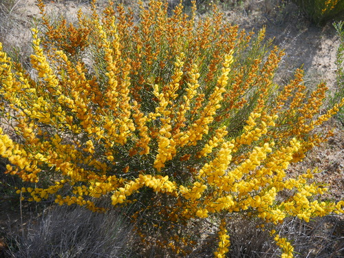 Acacia multispicata observed 2019-09-10