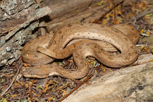 Photo of a Wood Snake (Tropidophis melanurus)