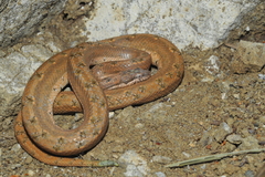 Tropidophis melanurus