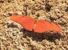 Dryas iulia