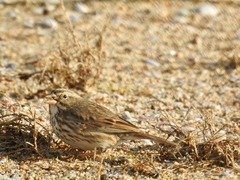 Passerculus sandwichensis rostratus