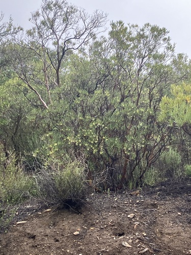 Baja California birdbush (Ornithostaphylos oppositifolia)