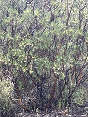 author not stated, no rights reserved Ornithostaphylos oppositifolia, photograph author not stated, no rights reserved