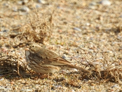 Passerculus sandwichensis rostratus