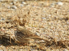 Passerculus sandwichensis rostratus