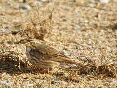 Passerculus sandwichensis rostratus