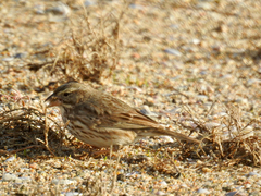 Passerculus sandwichensis rostratus