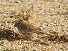 Passerculus sandwichensis rostratus