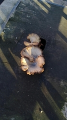 Fungi