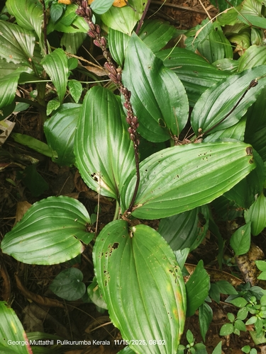 Crepidium resupinatum observed 2025-11-15