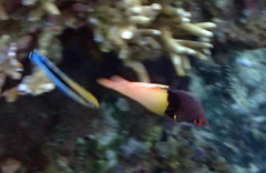 Bodianus mesothorax
