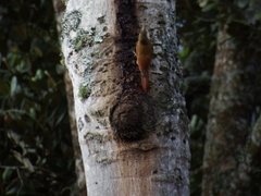 Lepidocolaptes souleyetii