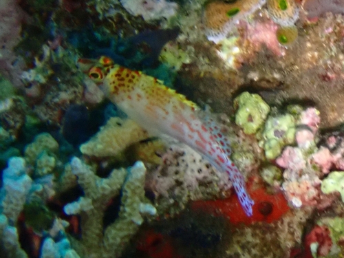Cirrhitichthys falco