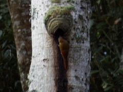 Lepidocolaptes souleyetii