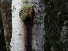 Lepidocolaptes souleyetii