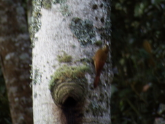 Lepidocolaptes souleyetii