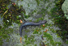 Plethodon hoffmani