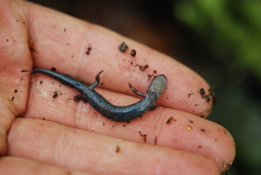Plethodon hoffmani