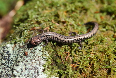 Plethodon welleri