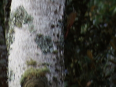 Lepidocolaptes souleyetii