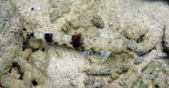 Saurida gracilis