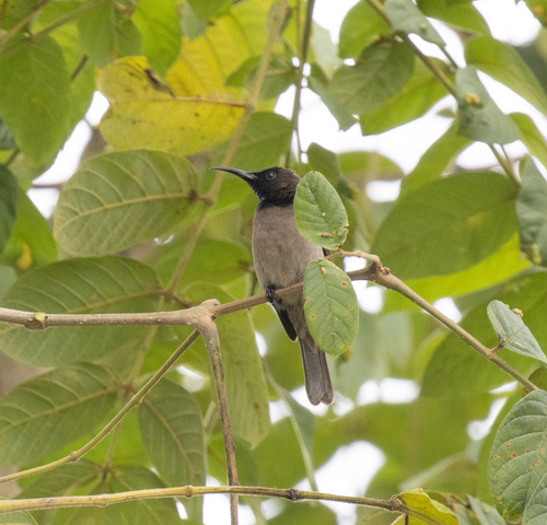 Blue-throated Brown Sunbird (Cyanomitra cyanolaema), photo 2