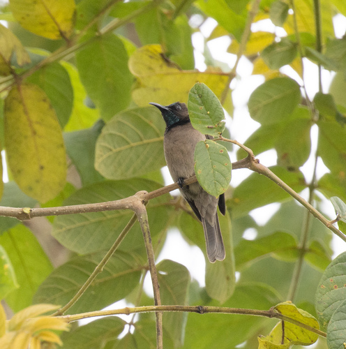 Blue-throated Brown Sunbird (Cyanomitra cyanolaema)