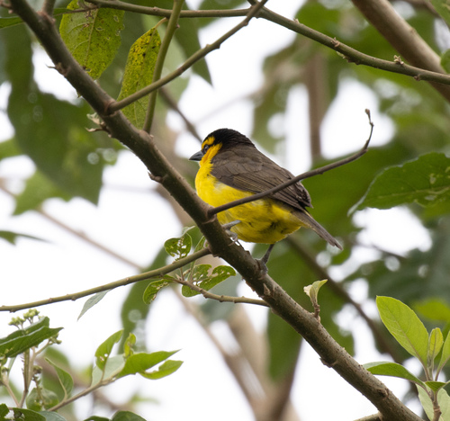 Black-necked Weaver (Ploceus nigricollis), photo 3