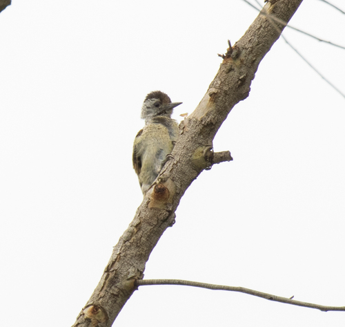 Speckle-breasted Woodpecker (Dendropicos poecilolaemus), photo 7