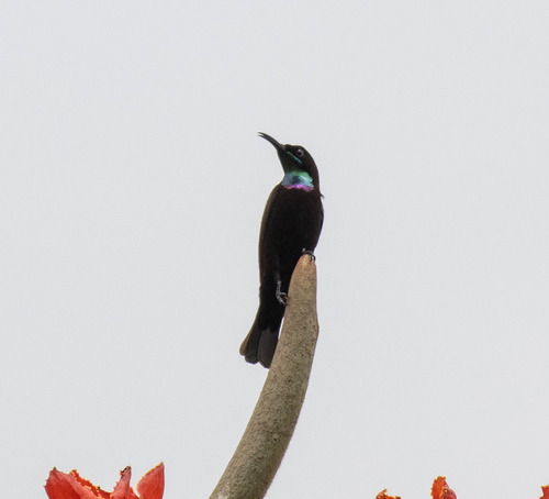 Green-throated Sunbird (Chalcomitra rubescens), photo 8