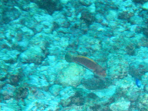 Cirrhilabrus filamentosus observed 2025-10-14