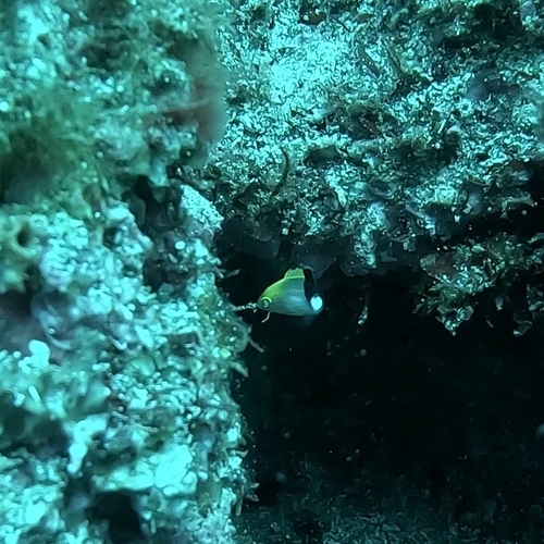 Bodianus macrourus observed 2025-11-10