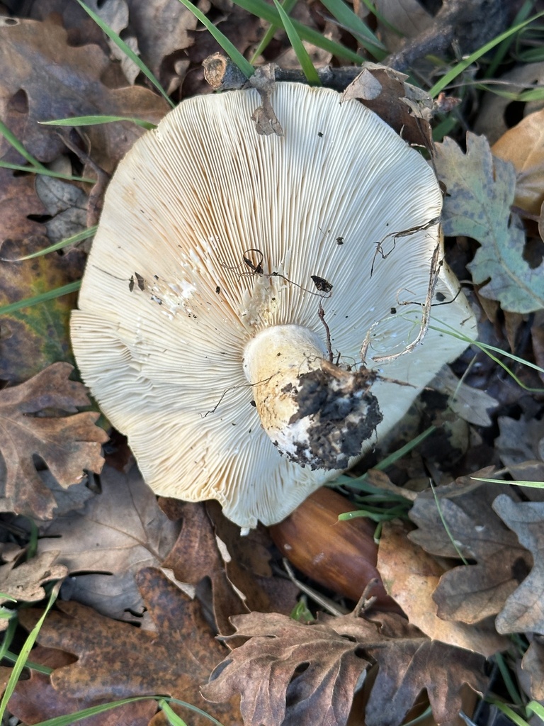 Lactarius alnicola · November 2025 · photo: © irinamitine (iNaturalist, cc-by)
