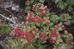 Santalum haleakalae