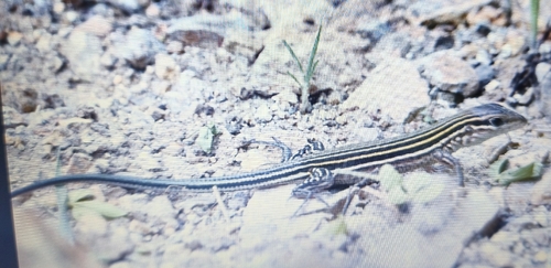 Blackbelly Racerunner (Aspidoscelis deppii)