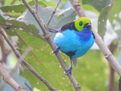 Tangara chilensis chilensis