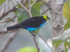 Tangara chilensis chilensis