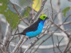 Tangara chilensis chilensis