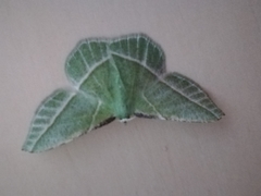 Dichorda illustraria