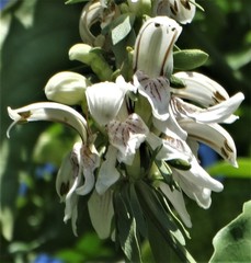 Justicia adhatodoides