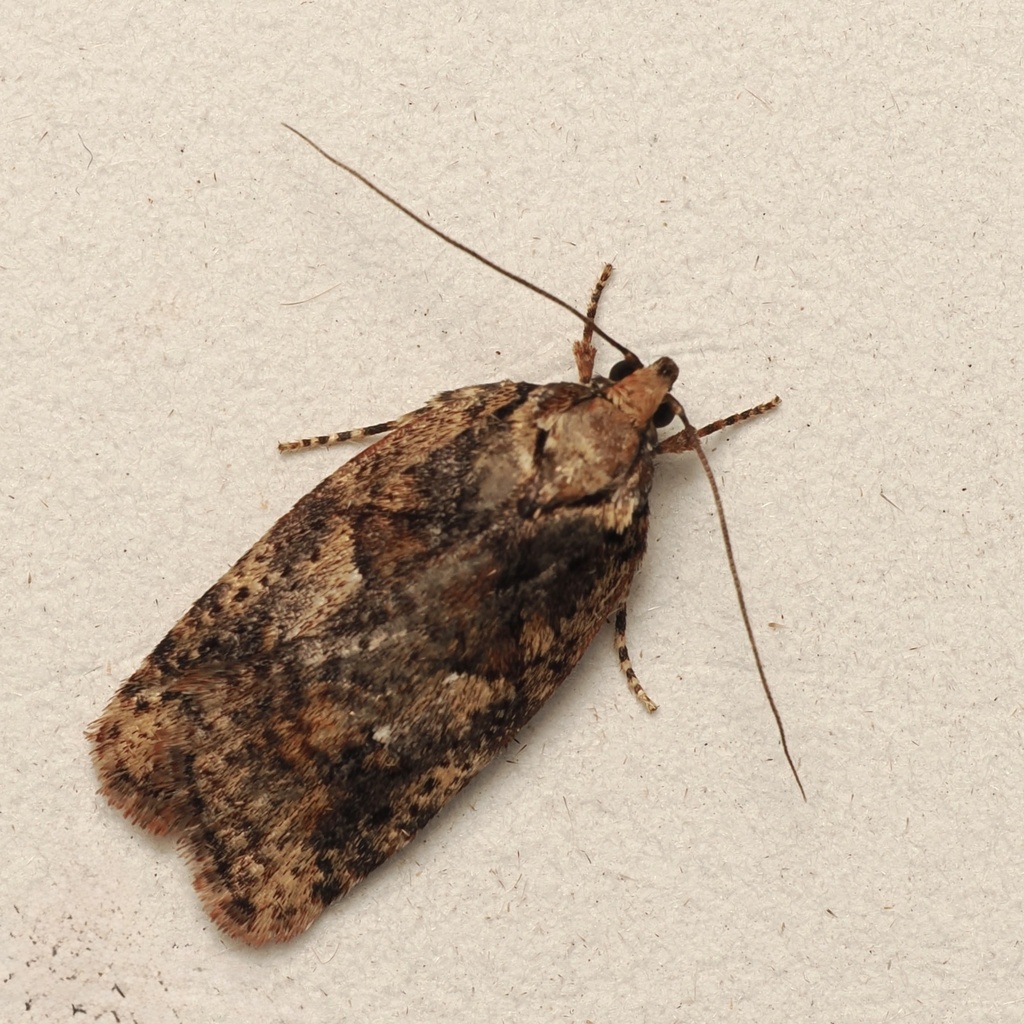 Proteodes profunda
