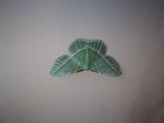 Dichorda illustraria